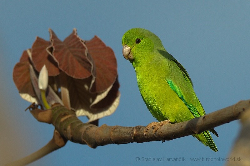 Yeşil Sokumlu Serçe Papağanı - ML204435701