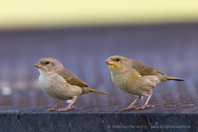 Yellow-browed Sparrow - Stanislav Harvančík