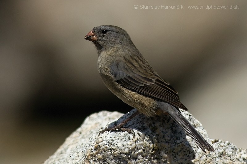 Plain-colored Seedeater - ML204436001