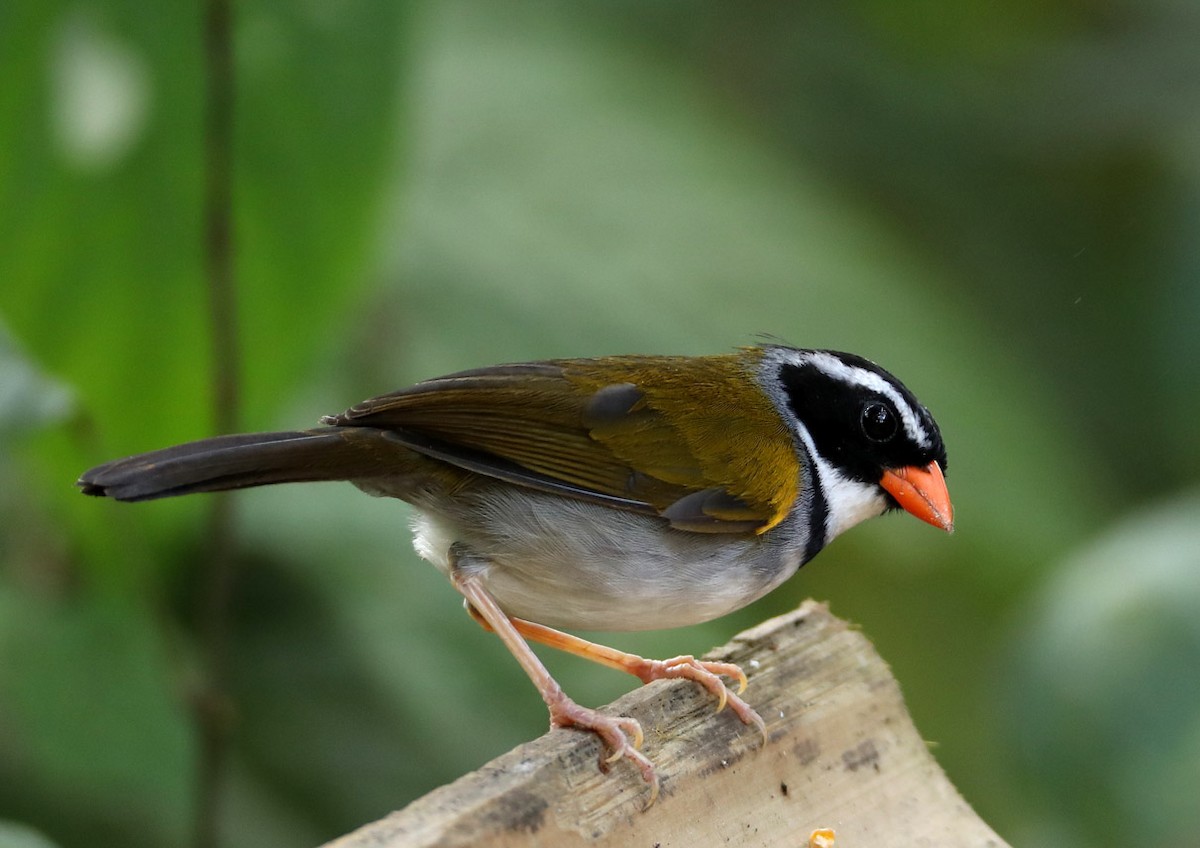 Orange-billed Sparrow - Hal and Kirsten Snyder