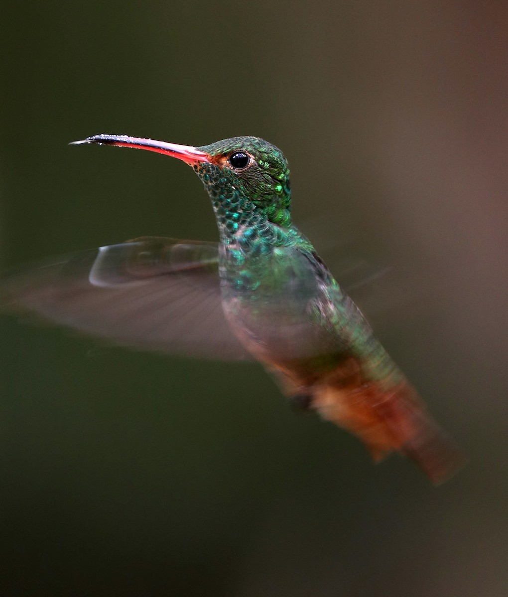 Rufous-tailed Hummingbird - ML204436181