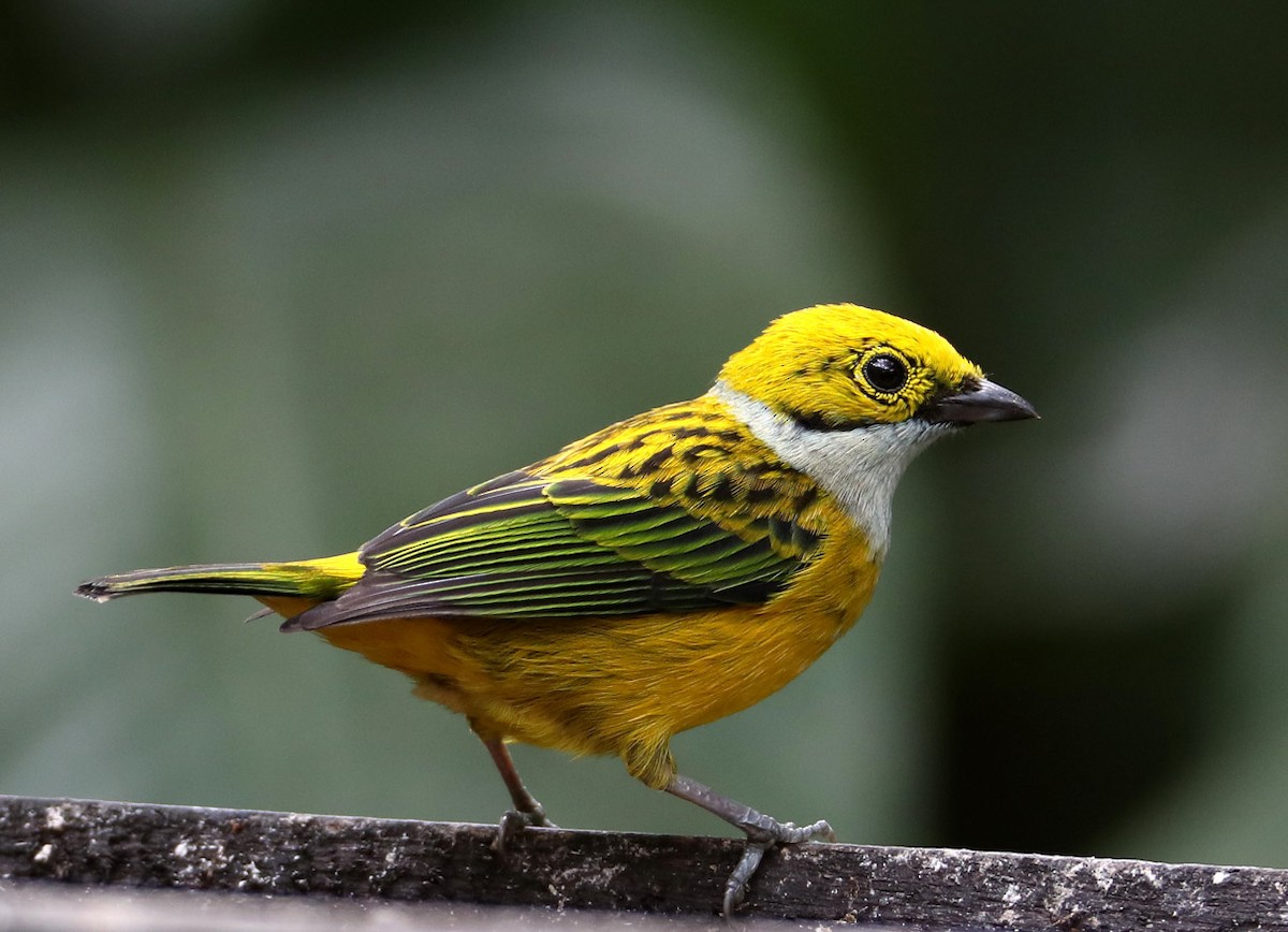 Silver-throated Tanager - ML204436191