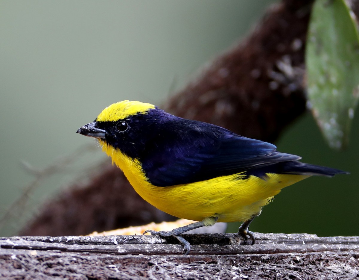 Thick-billed Euphonia - Hal and Kirsten Snyder
