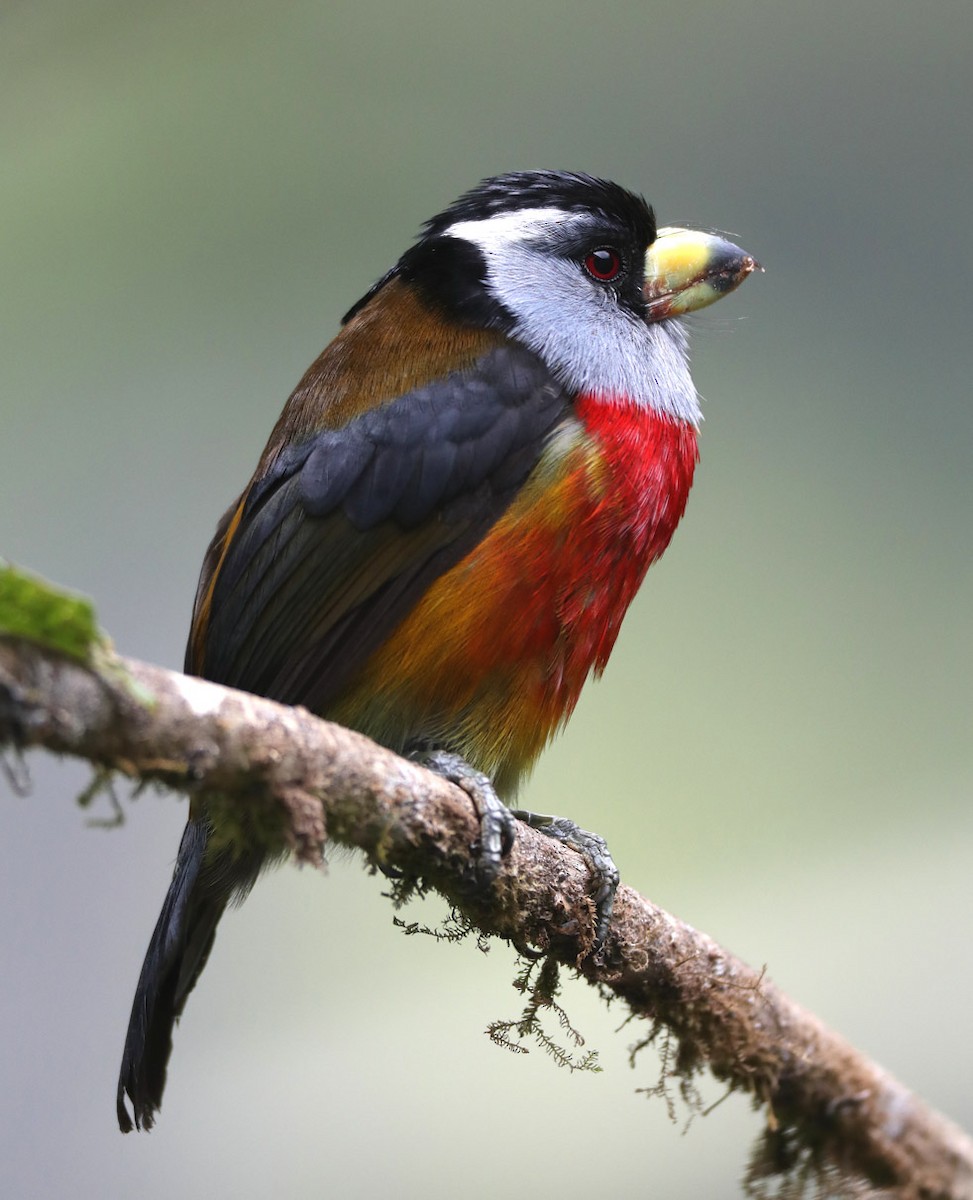 Toucan Barbet - Hal and Kirsten Snyder