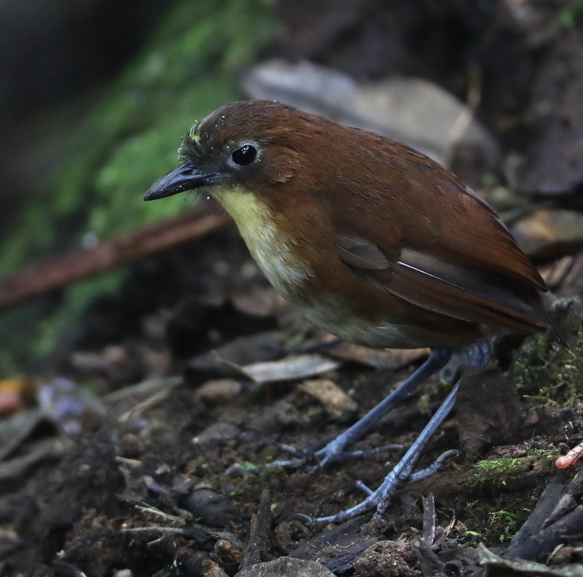 Yellow-breasted Antpitta - Hal and Kirsten Snyder