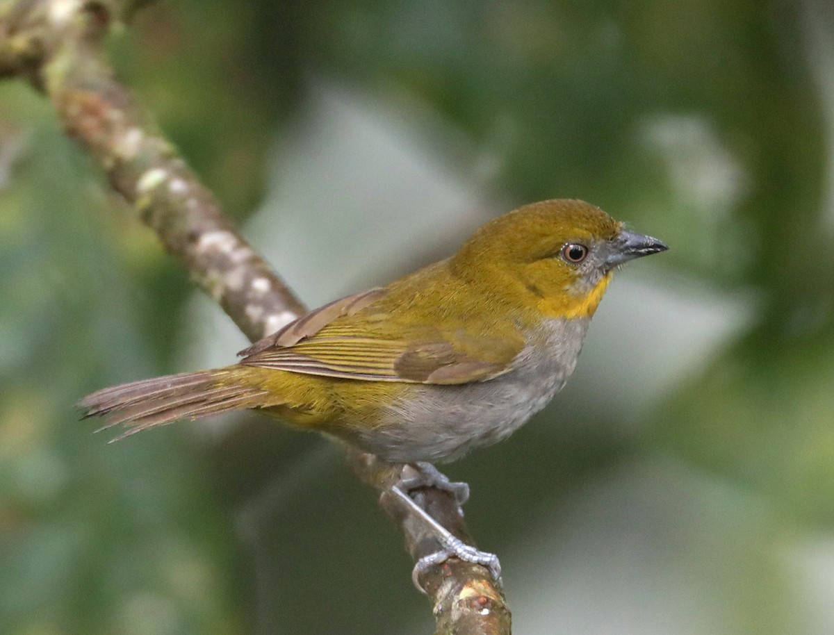 Yellow-throated Chlorospingus (Yellow-throated) - Hal and Kirsten Snyder