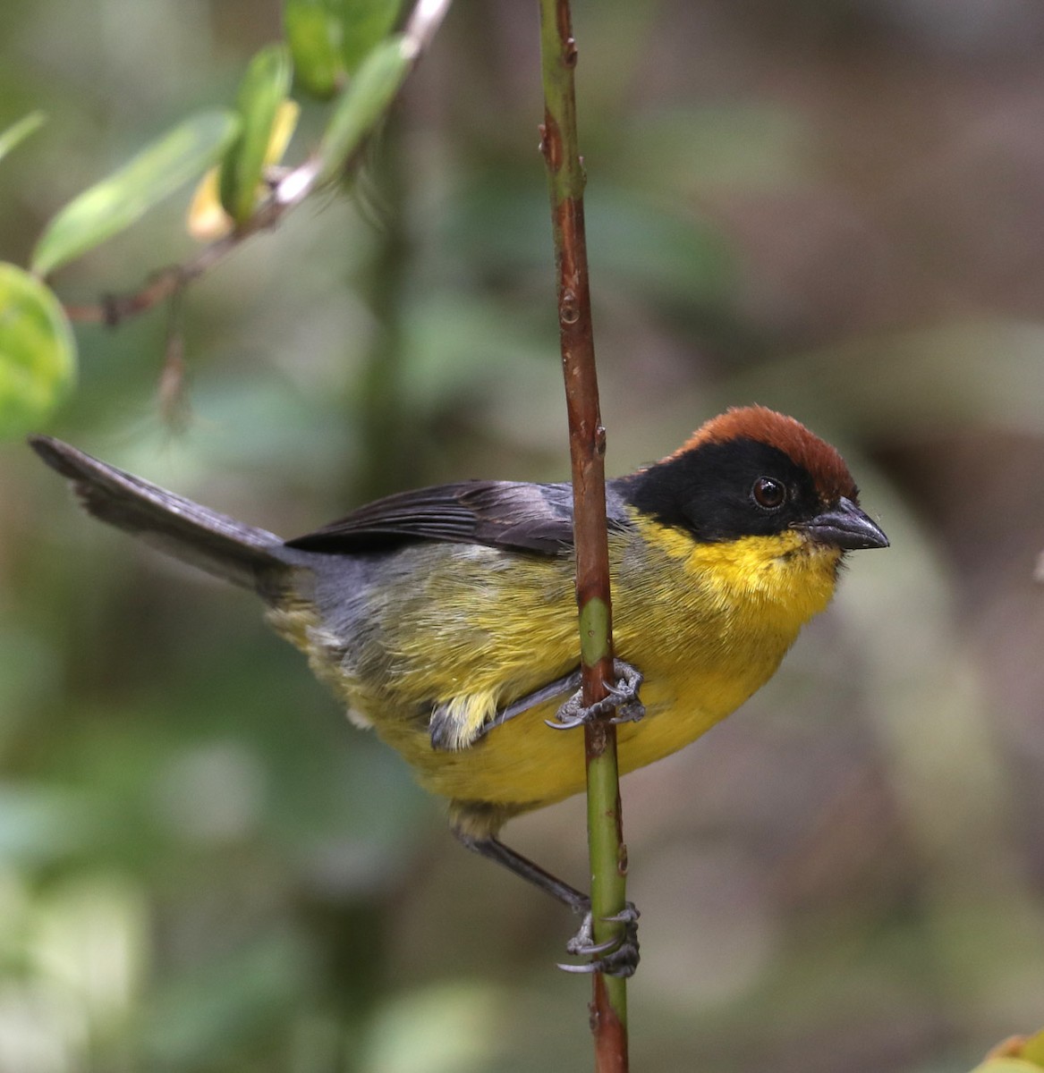 Yellow-breasted Brushfinch (Yellow-breasted) - ML204436301