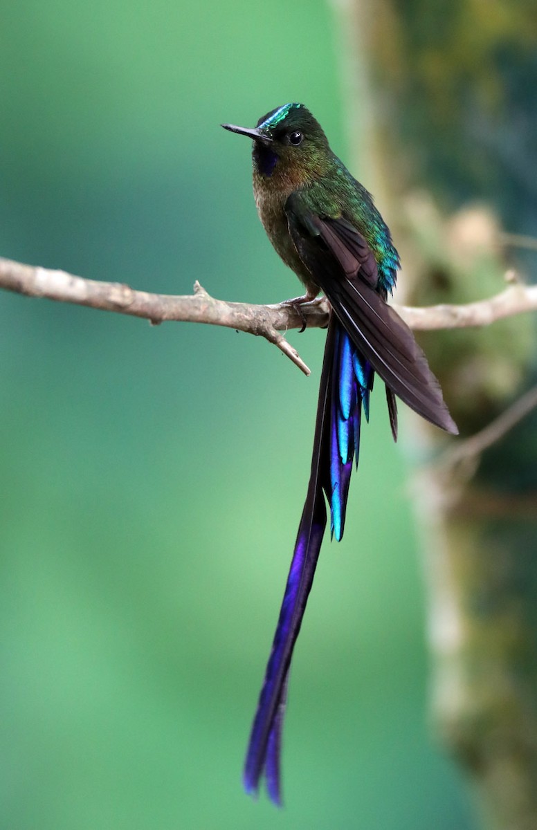 Violet-tailed Sylph - Hal and Kirsten Snyder