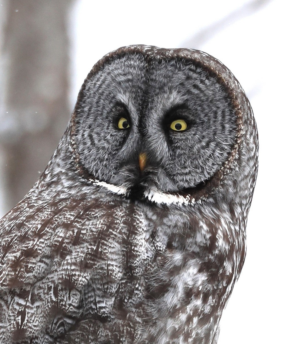 Great Gray Owl (American) - Hal and Kirsten Snyder