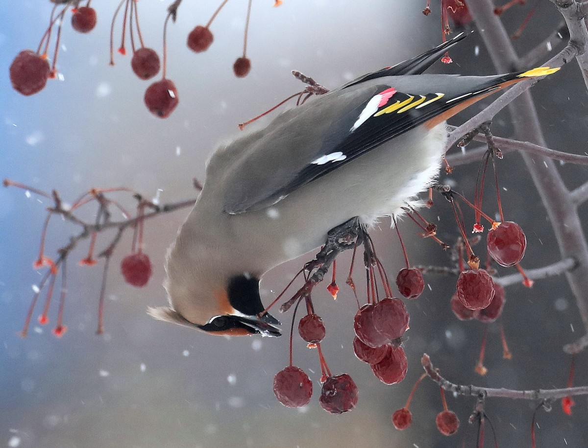 Bohemian Waxwing - Hal and Kirsten Snyder