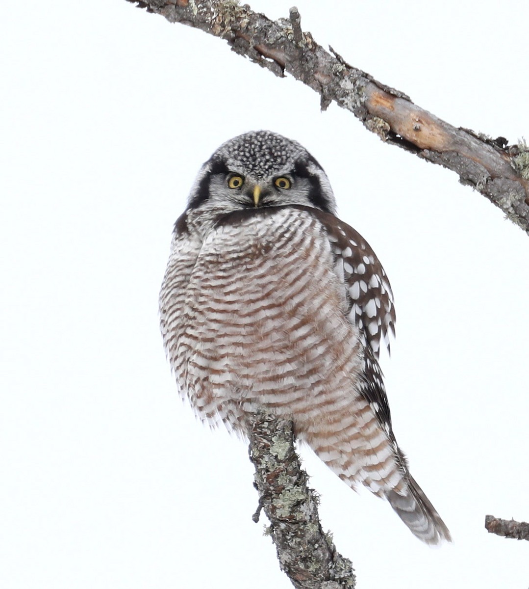 Northern Hawk Owl (American) - Hal and Kirsten Snyder