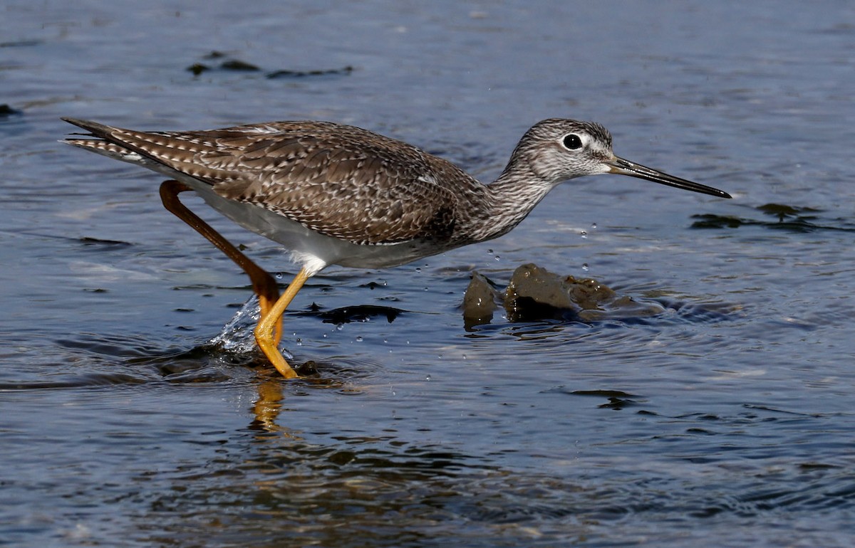 Greater Yellowlegs - Hal and Kirsten Snyder