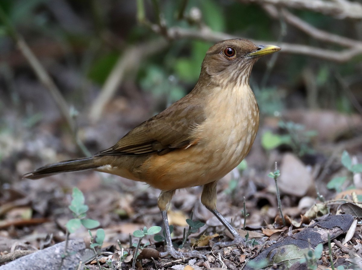 Clay-colored Thrush - Hal and Kirsten Snyder