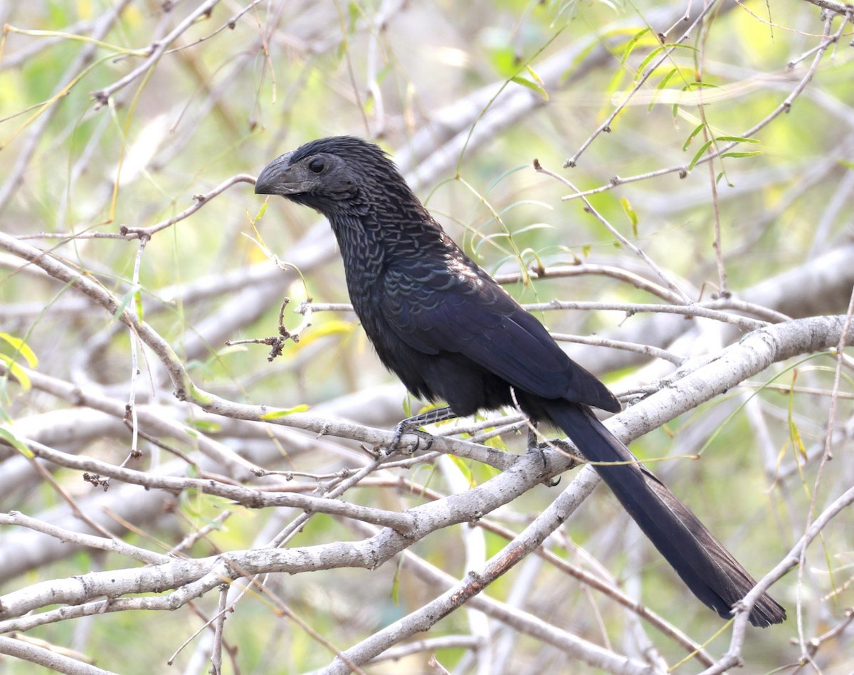 Groove-billed Ani - Hal and Kirsten Snyder