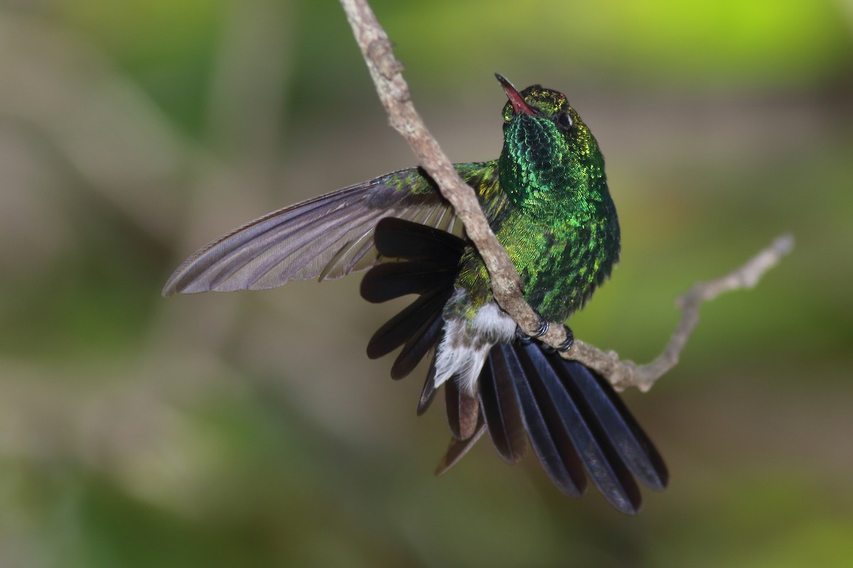 kolibřík kubánský - ML204436721