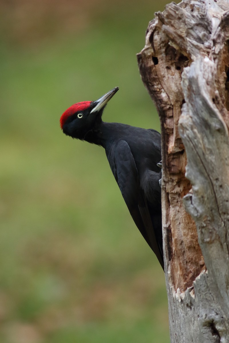Black Woodpecker - Rafael Merchante
