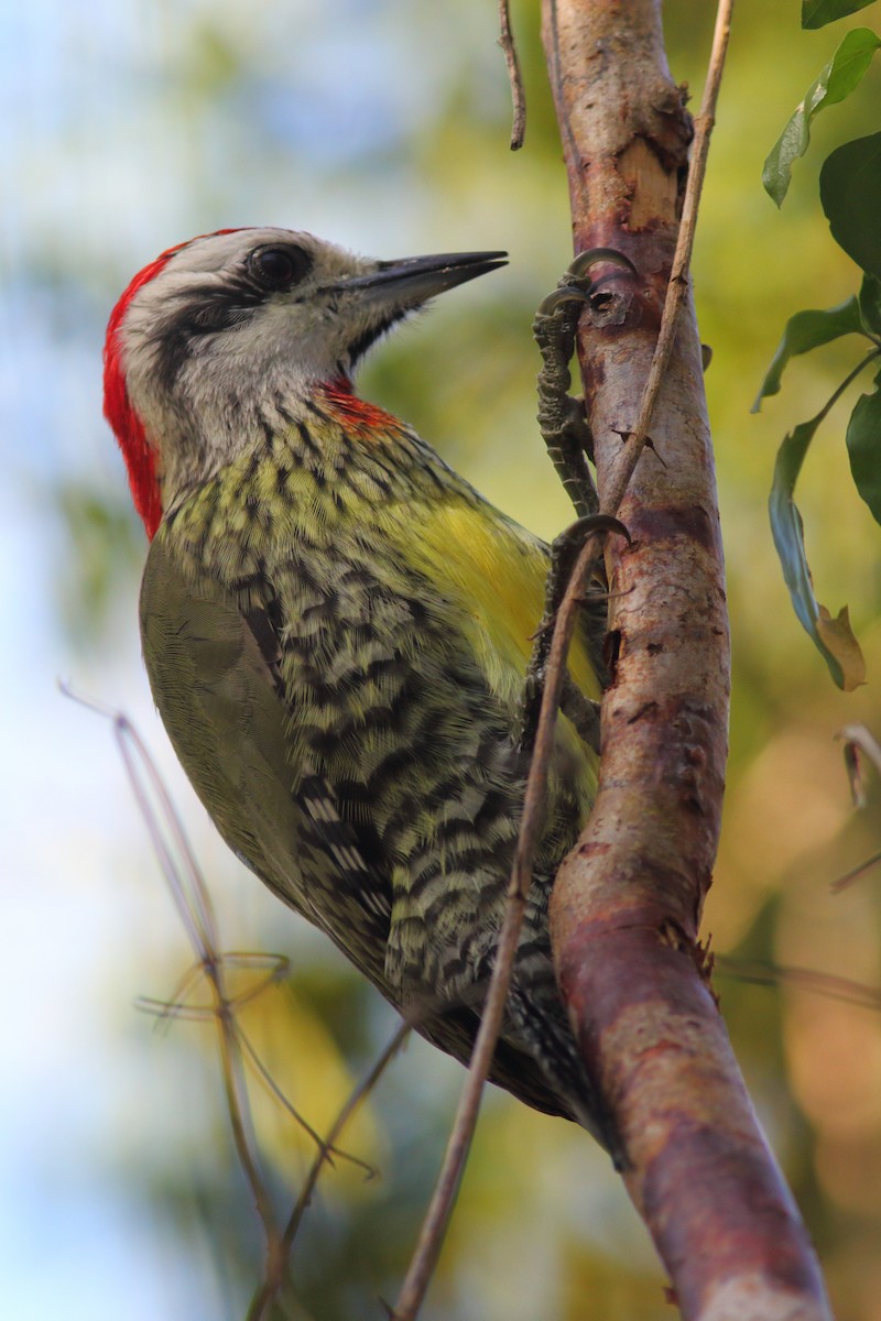 Cuban Green Woodpecker - ML204436831