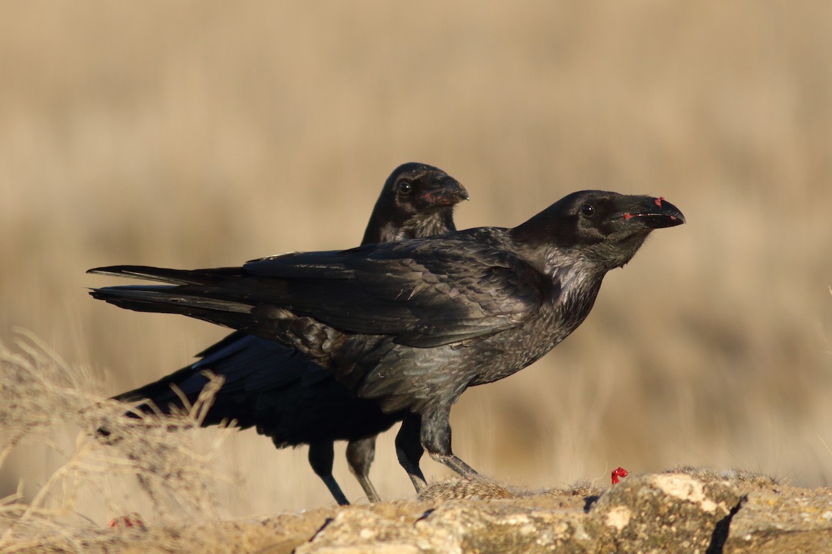 Common Raven - Rafael Merchante