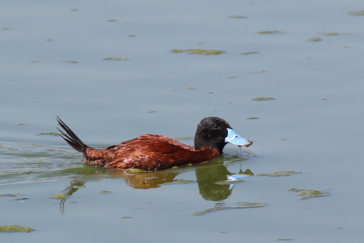 Andean Duck - ML204437041