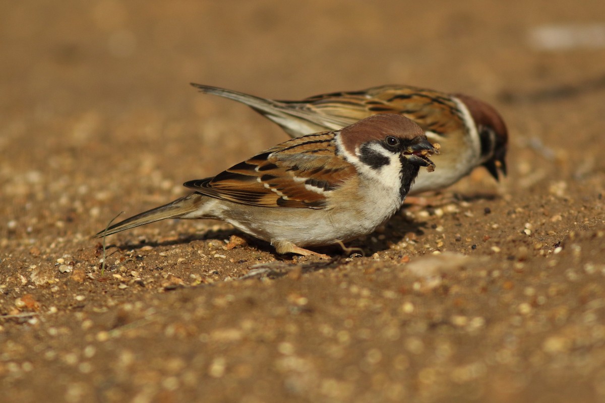 Eurasian Tree Sparrow - Rafael Merchante