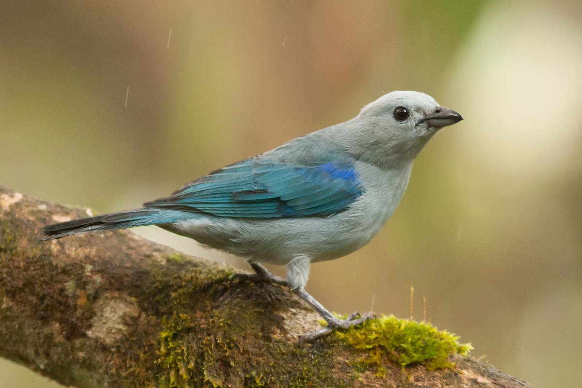 Blue-gray Tanager (Blue-gray) - ML204437151