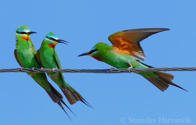 Blue-cheeked Bee-eater - ML204437581
