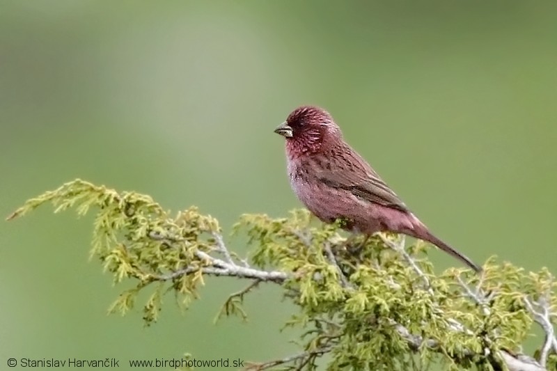 Red-mantled Rosefinch - ML204437791