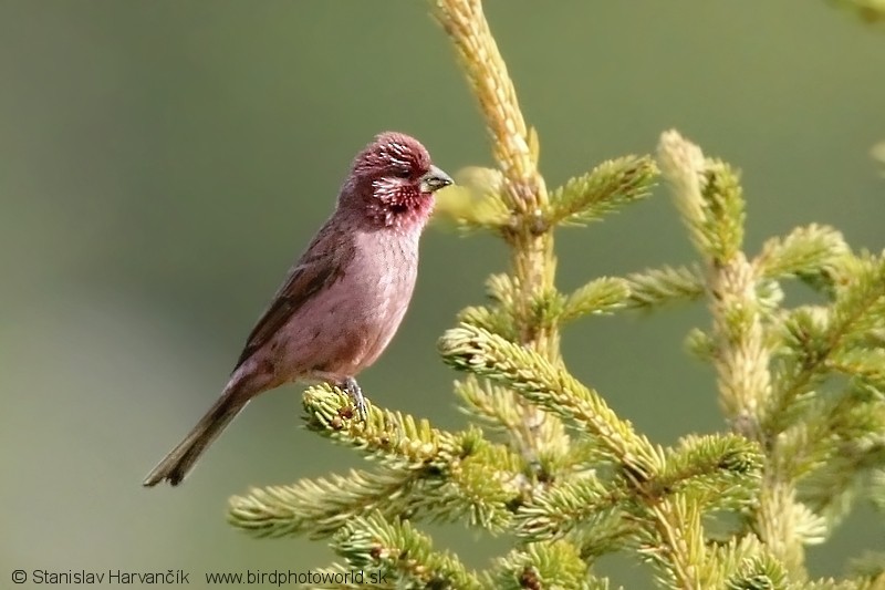 Red-mantled Rosefinch - ML204437801