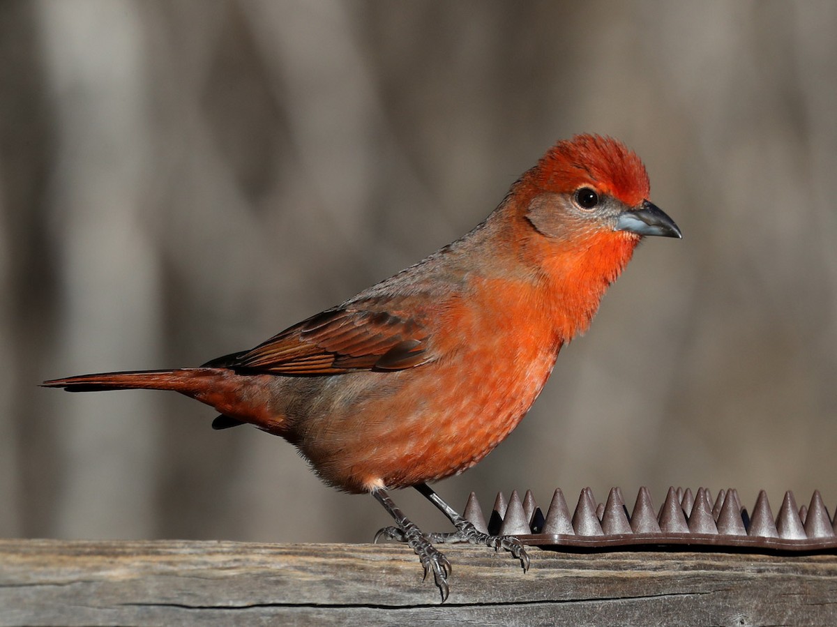 Hepatic Tanager (Northern) - Hal and Kirsten Snyder