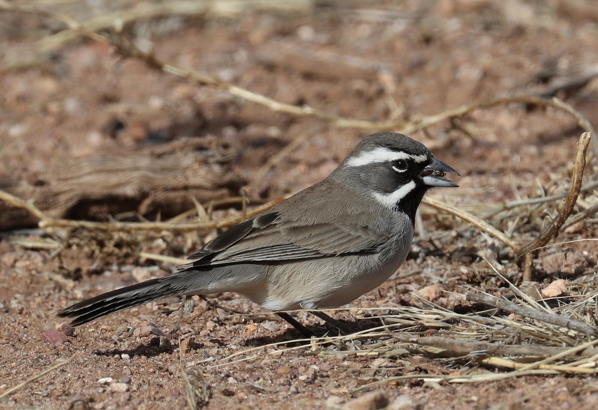 Black-throated Sparrow - Hal and Kirsten Snyder