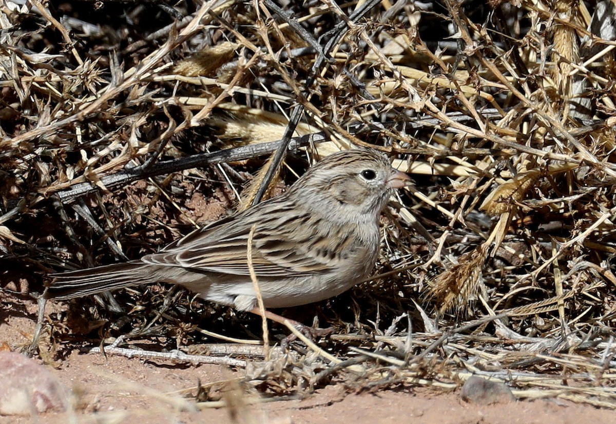 Brewer's Sparrow - Hal and Kirsten Snyder