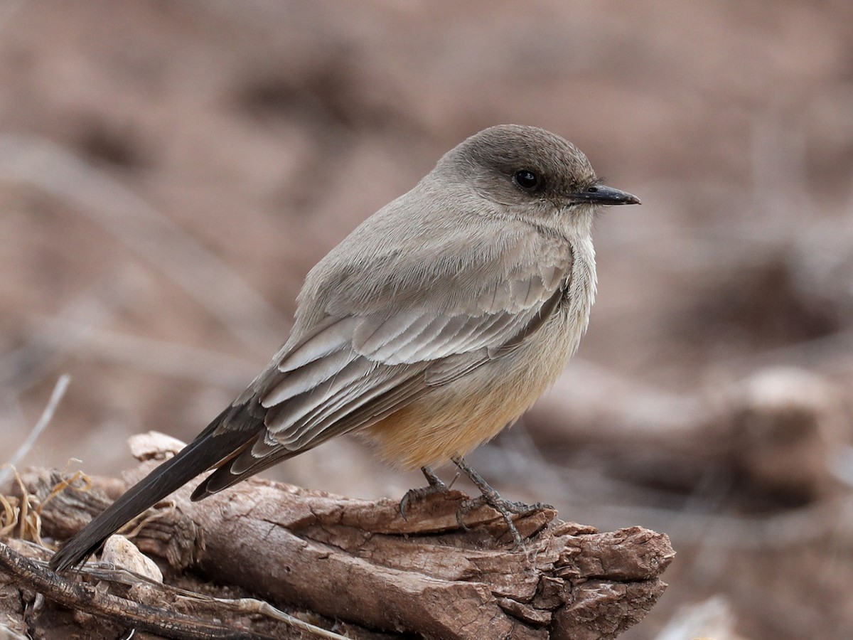 Say's Phoebe - Hal and Kirsten Snyder