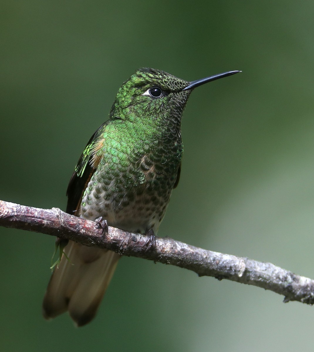 Buff-tailed Coronet - Hal and Kirsten Snyder