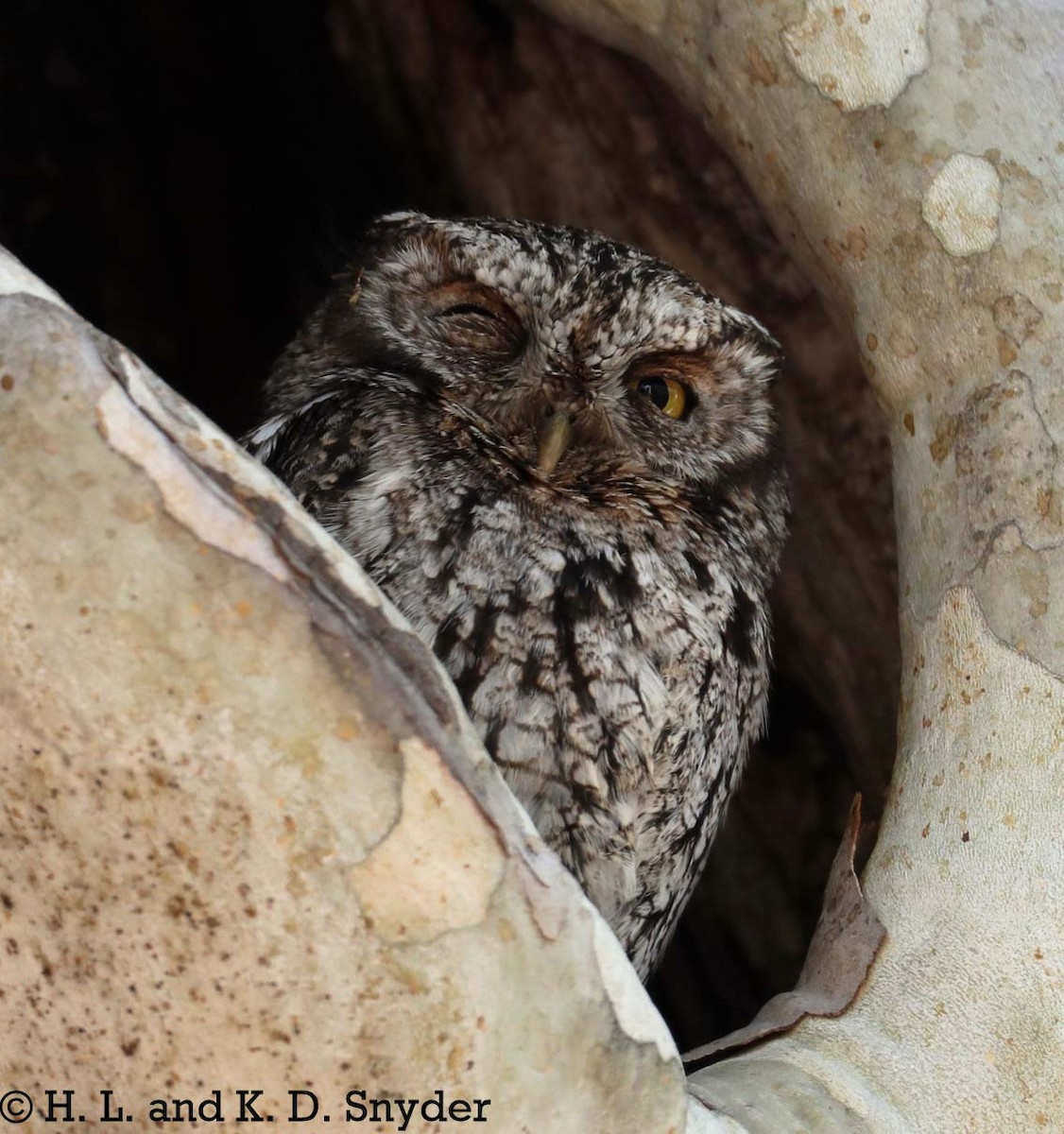 Whiskered Screech-Owl - Hal and Kirsten Snyder