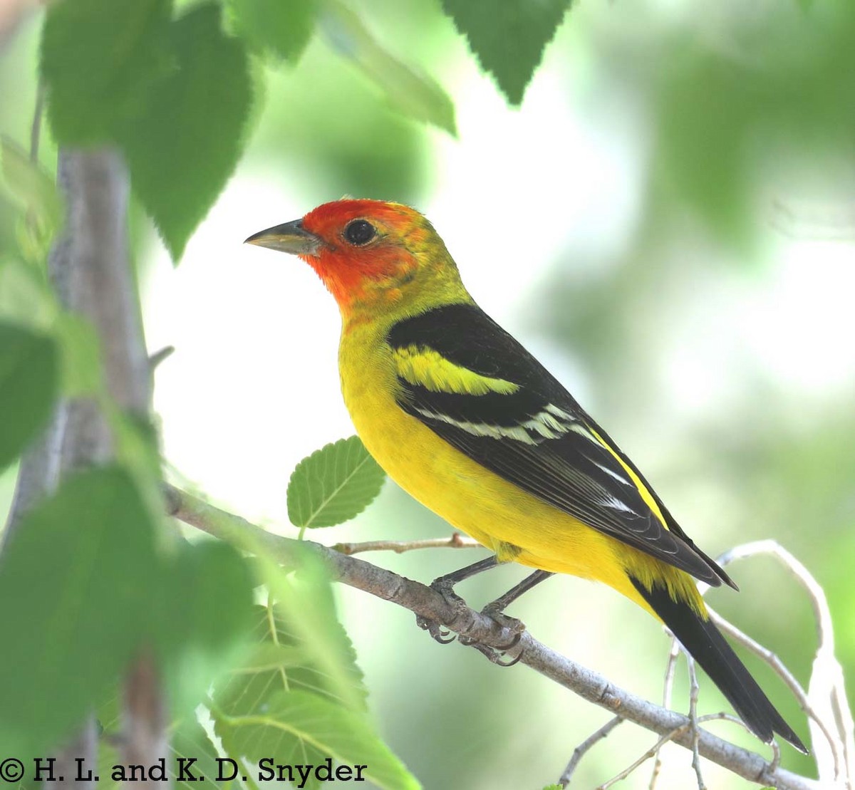 Western Tanager - Hal and Kirsten Snyder