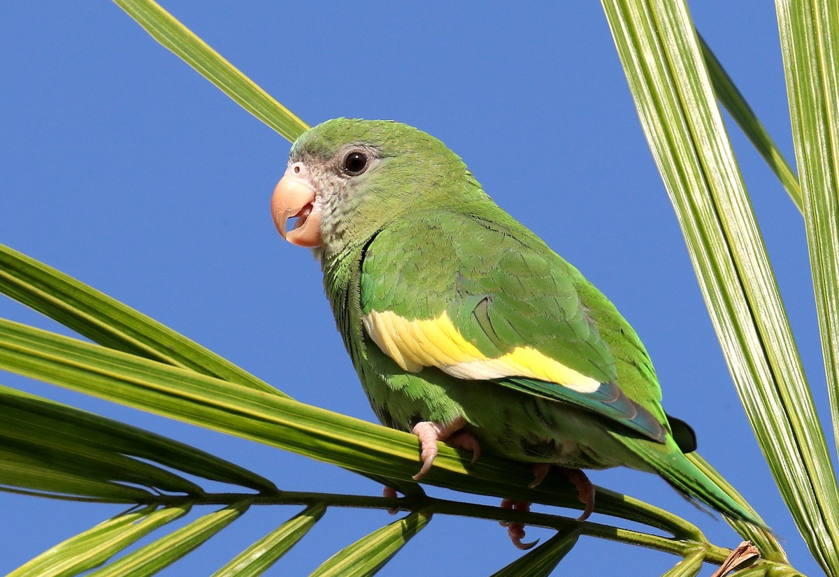 White-winged Parakeet - Hal and Kirsten Snyder