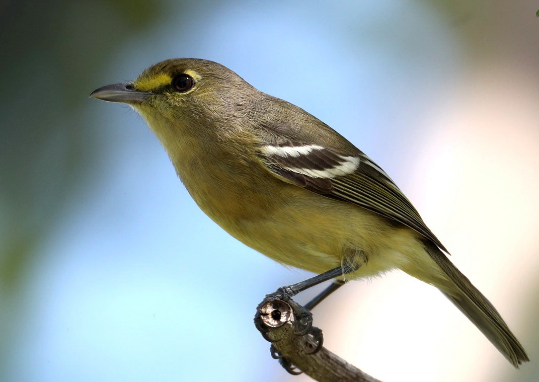 Thick-billed Vireo - Hal and Kirsten Snyder