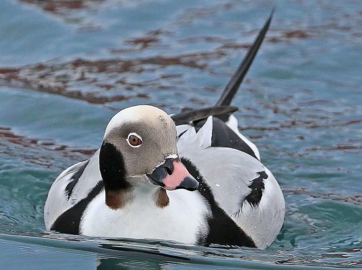 Long-tailed Duck - ML204438841