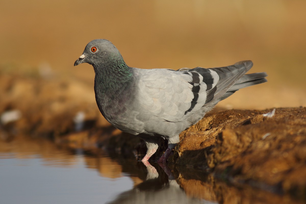 Rock Pigeon - Rafael Merchante