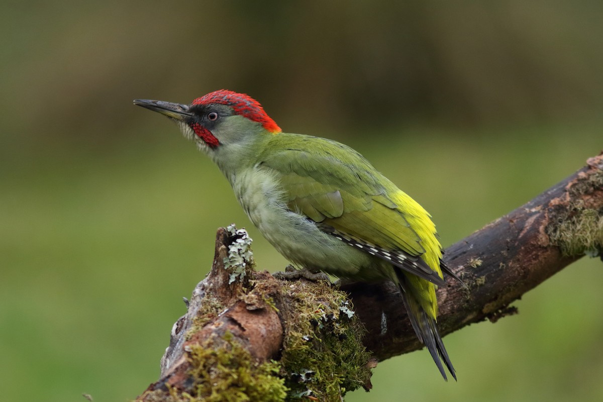 Iberian Green Woodpecker - Rafael Merchante