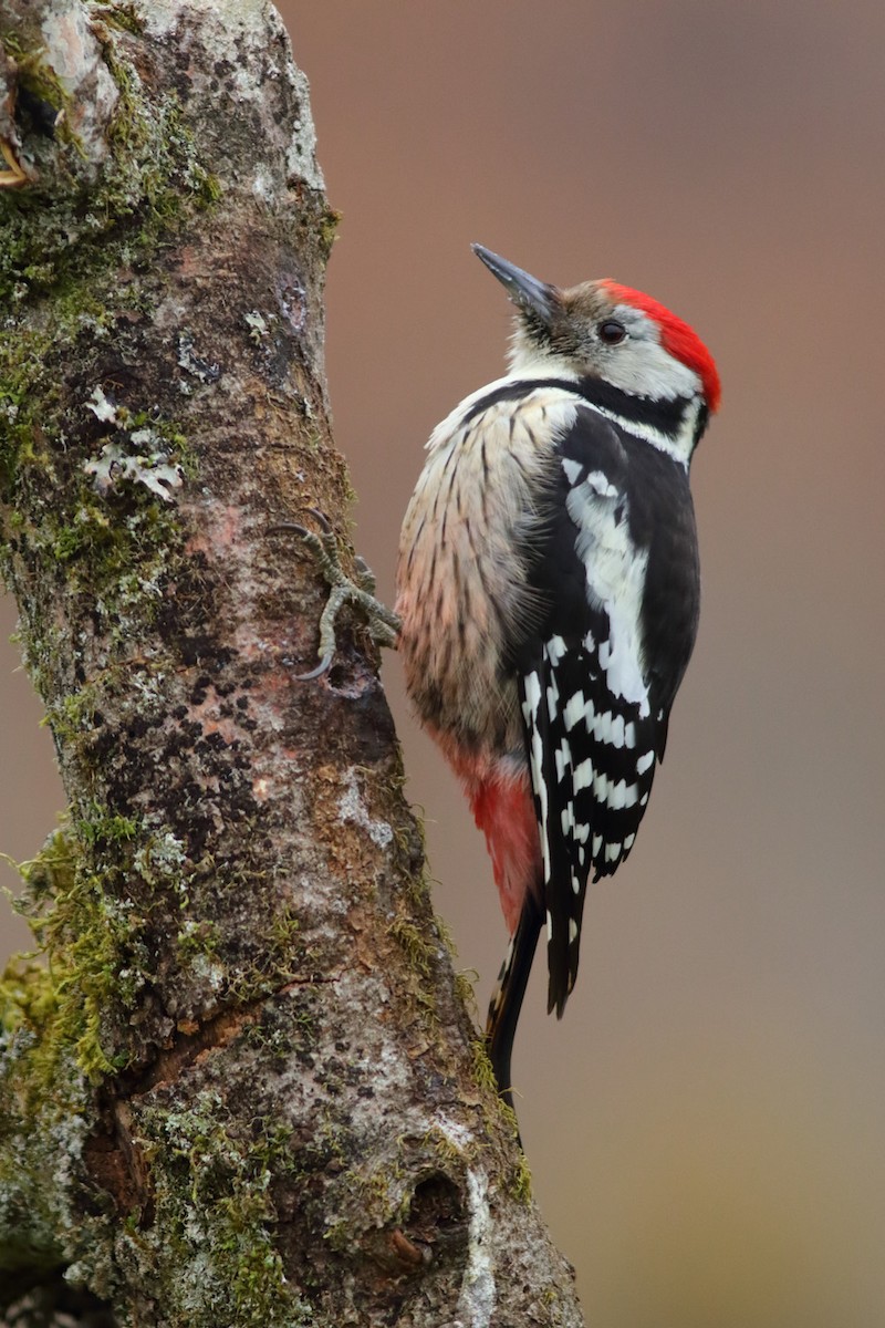 Middle Spotted Woodpecker - Rafael Merchante