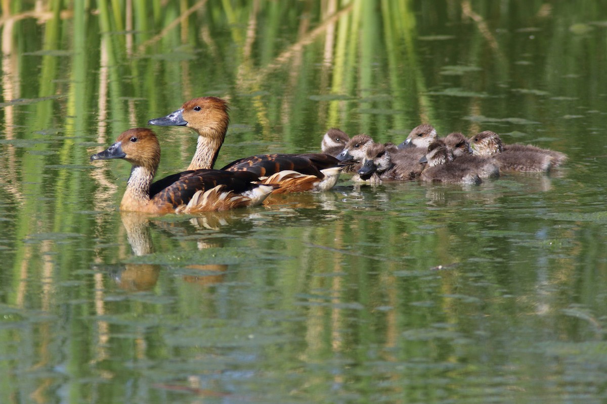 Fulvous Whistling-Duck - ML204439211