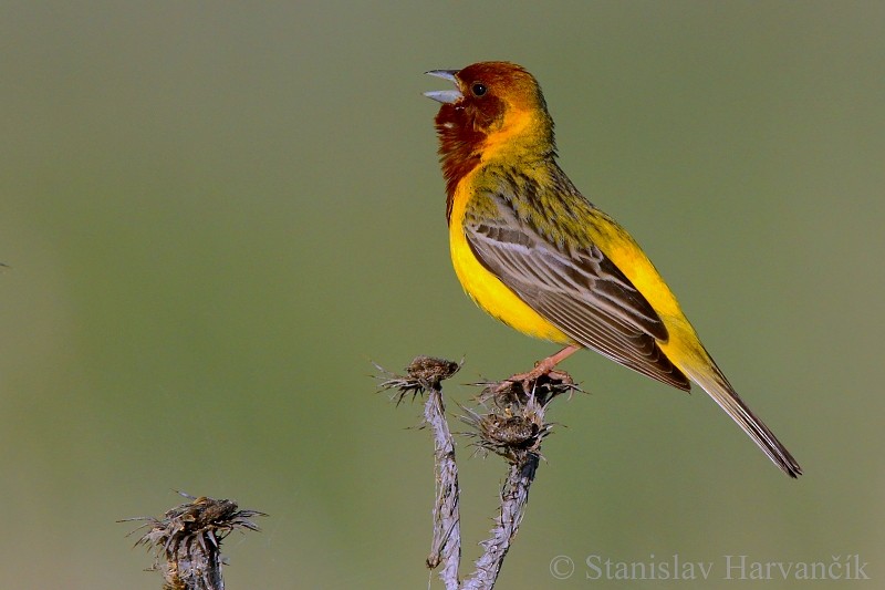 Red-headed Bunting - ML204439751