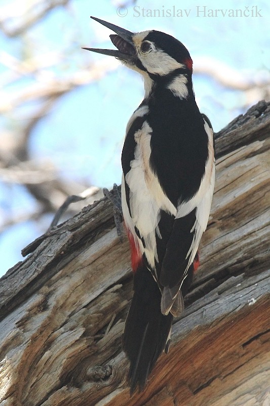 White-winged Woodpecker - ML204440191