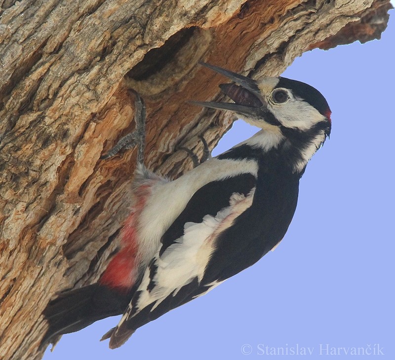 White-winged Woodpecker - Stanislav Harvančík