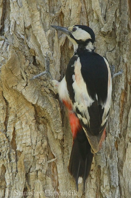 White-winged Woodpecker - ML204440211