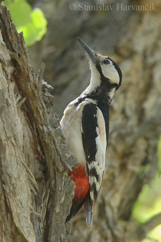White-winged Woodpecker - Stanislav Harvančík