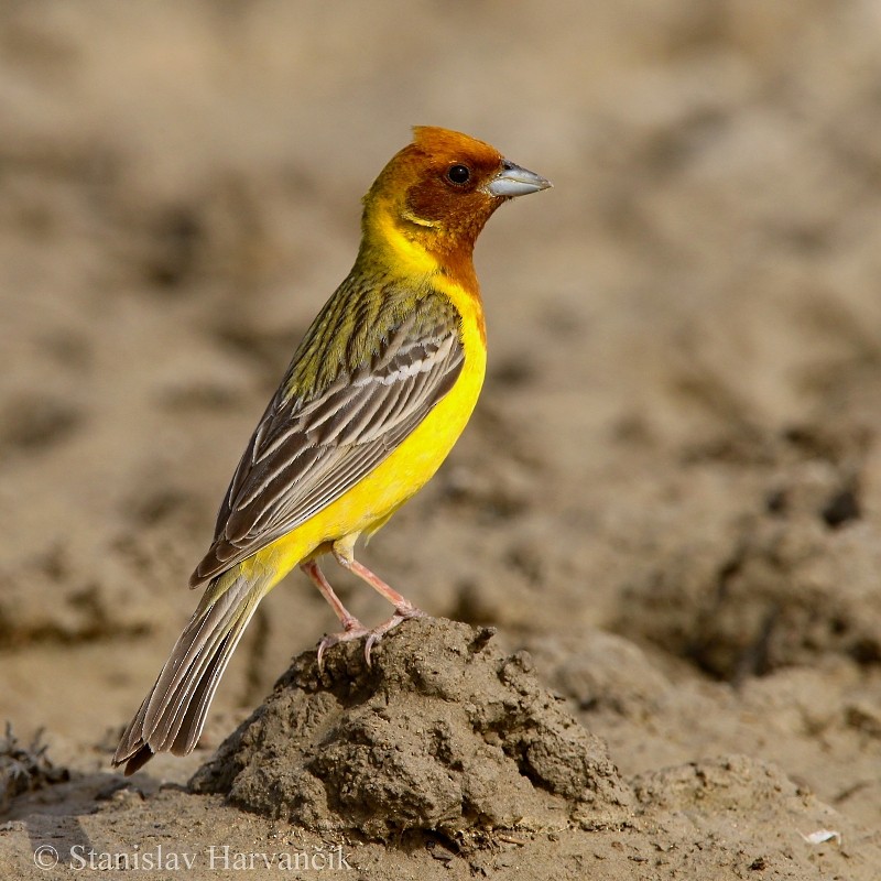 Red-headed Bunting - ML204440241