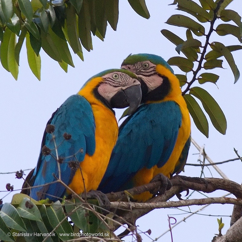 Blue-and-yellow Macaw - ML204440361