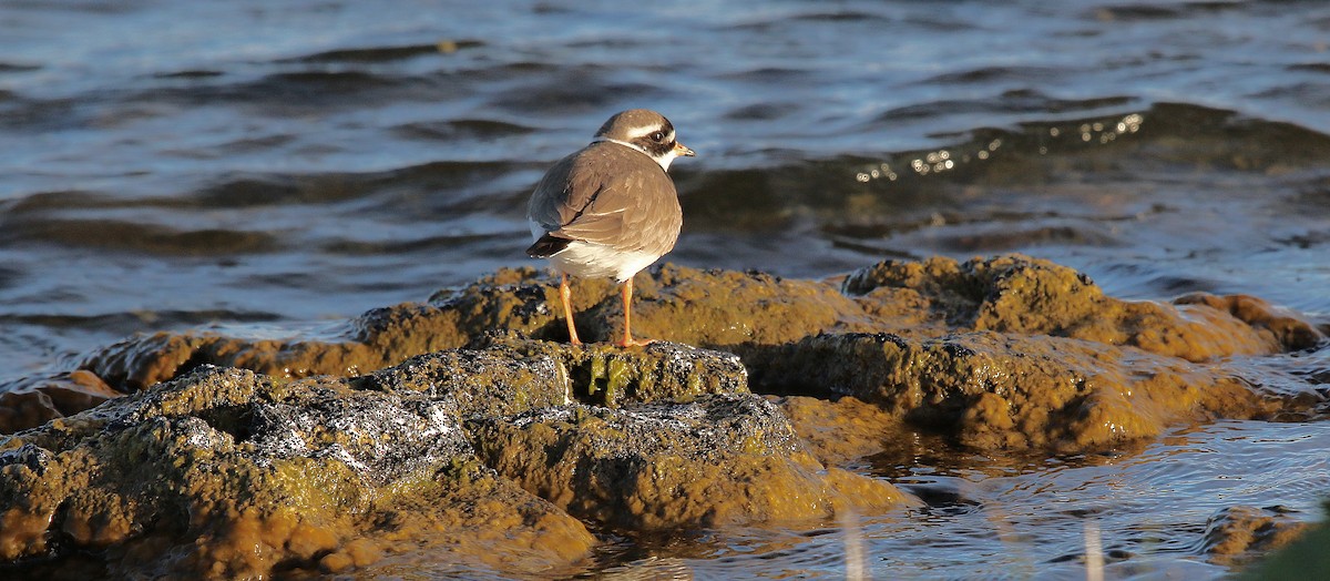 Common Ringed Plover - ML204440921